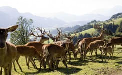 Wildpark-Aurach-Kitzbuehel