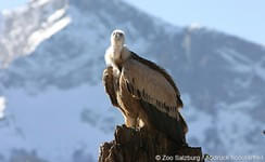 Zoo-Salzburg-